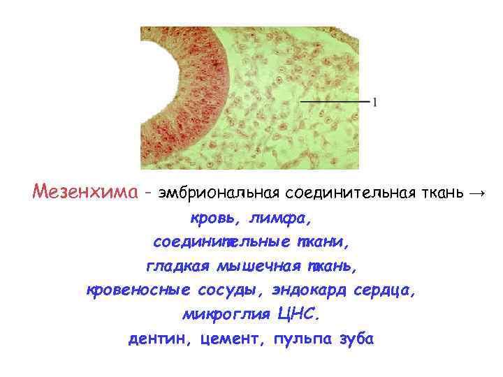 Мезенхима - эмбриональная соединительная ткань → кровь, лимфа, соединительные ткани, гладкая мышечная ткань, кровеносные