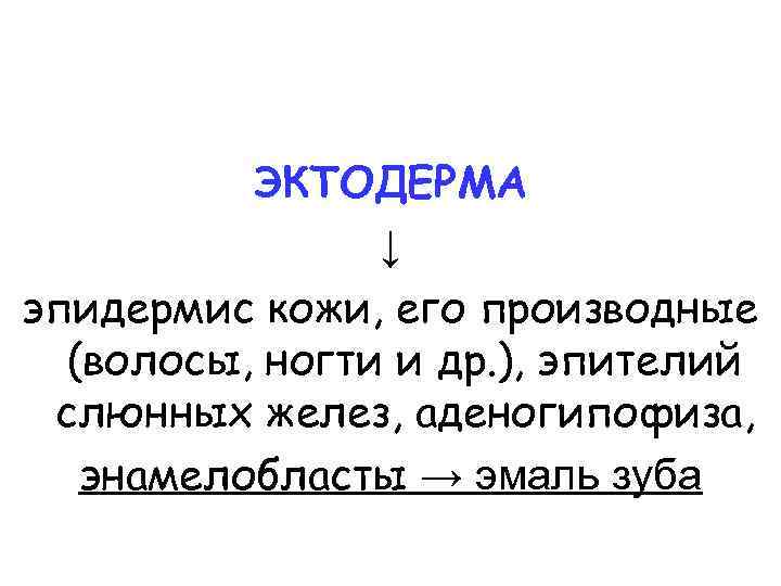 ЭКТОДЕРМА ↓ эпидермис кожи, его производные (волосы, ногти и др. ), эпителий слюнных желез,