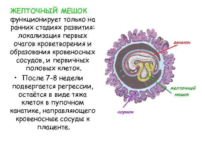 ЖЕЛТОЧНЫЙ МЕШОК функционирует только на ранних стадиях развития: локализация первых очагов кроветворения и образования