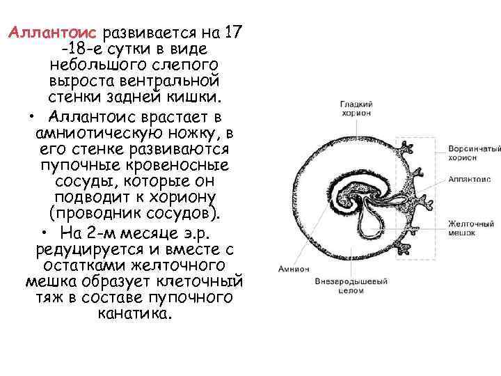 Аллантоис развивается на 17 -18 -е сутки в виде небольшого слепого выроста вентральной стенки