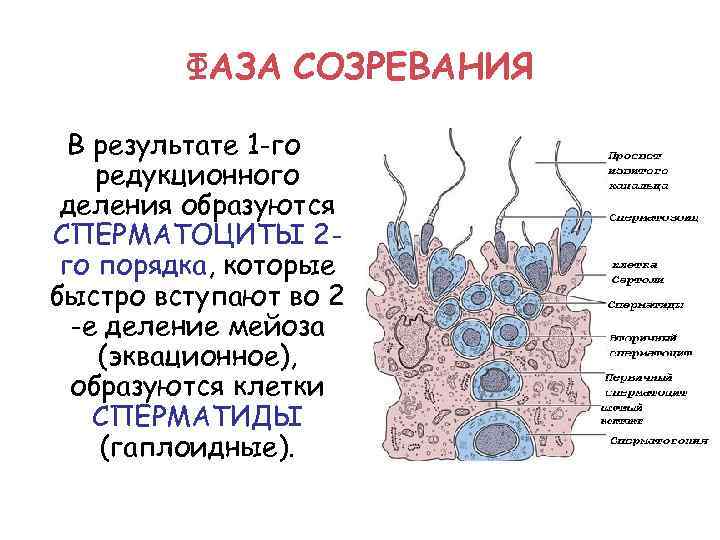 ФАЗА СОЗРЕВАНИЯ В результате 1 -го редукционного деления образуются СПЕРМАТОЦИТЫ 2 го порядка, которые