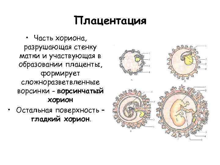 Плацентация • Часть хориона, разрушающая стенку матки и участвующая в образовании плаценты, формирует сложноразветвленные