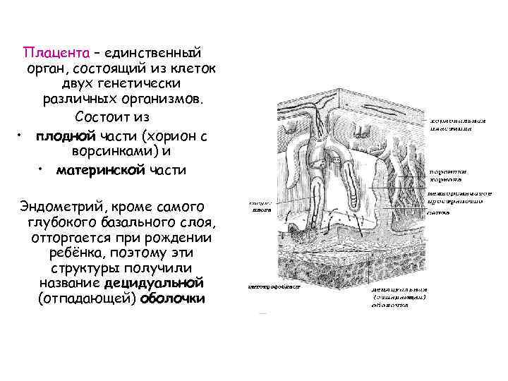 Плацента – единственный орган, состоящий из клеток двух генетически различных организмов. Состоит из •