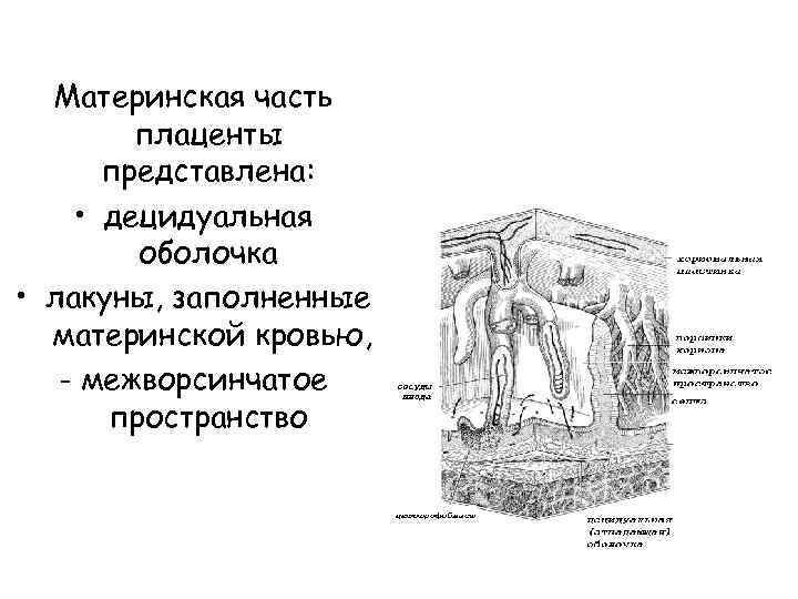 Материнская часть плаценты представлена: • децидуальная оболочка • лакуны, заполненные материнской кровью, - межворсинчатое