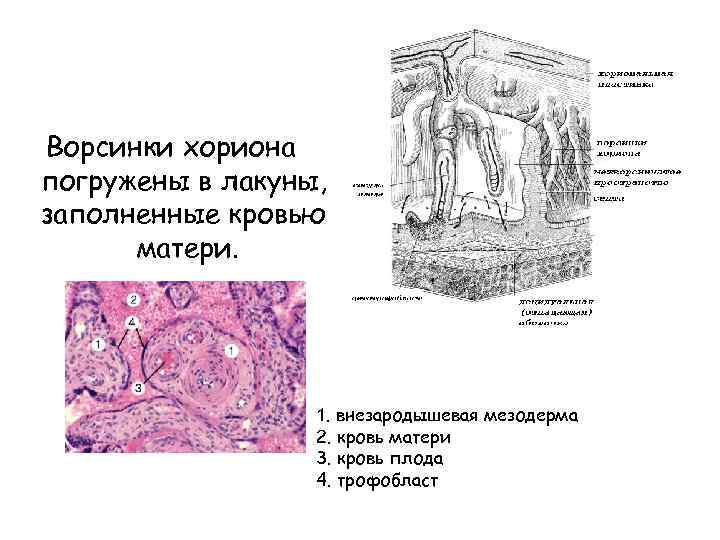 Каким номером на рисунке обозначена внезародышевая запасающая ткань