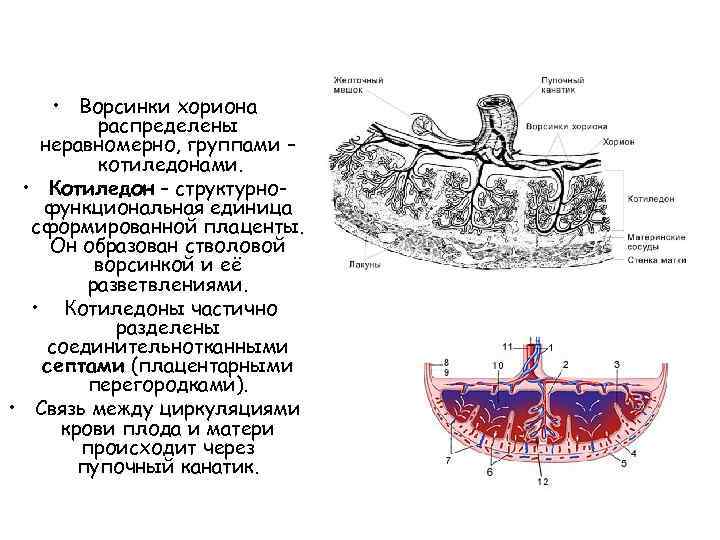  • Ворсинки хориона распределены неравномерно, группами – котиледонами. • Котиледон – структурнофункциональная единица