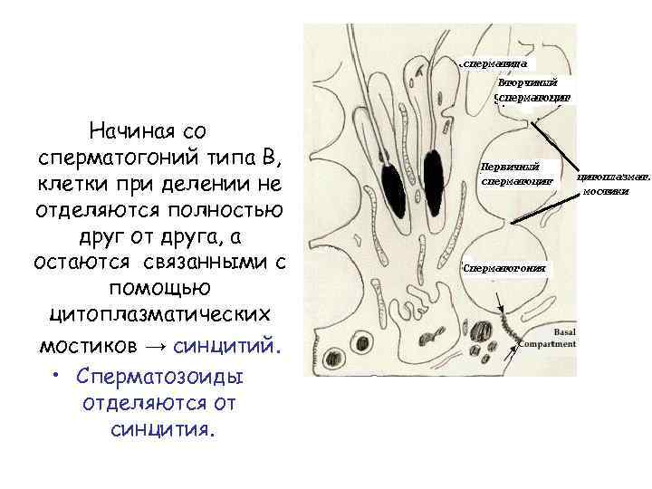 Начиная со сперматогоний типа В, клетки при делении не отделяются полностью друг от друга,