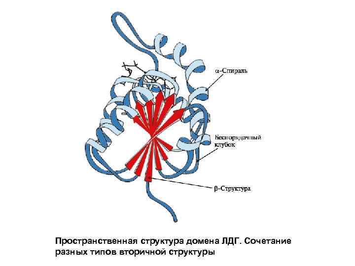 Пространственная структура домена ЛДГ. Сочетание разных типов вторичной структуры 