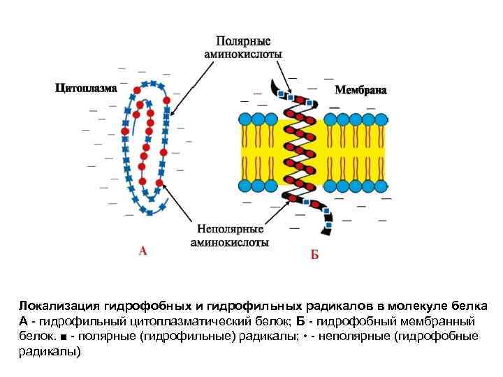 Локализация гидрофобных и гидрофильных радикалов в молекуле белка А - гидрофильный цитоплазматический белок; Б