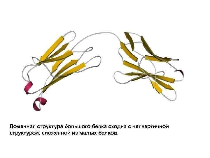 Доменная структура большого белка сходна с четвертичной структурой, сложенной из малых белков. 