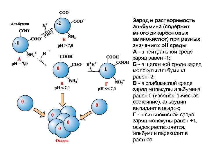 Заряд и растворимость альбумина (содержит много дикарбоновых аминокислот) при разных значениях р. Н среды