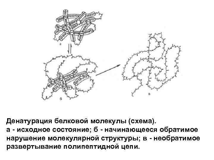 Денатурация белковой молекулы (схема). а - исходное состояние; б - начинающееся обратимое нарушение молекулярной