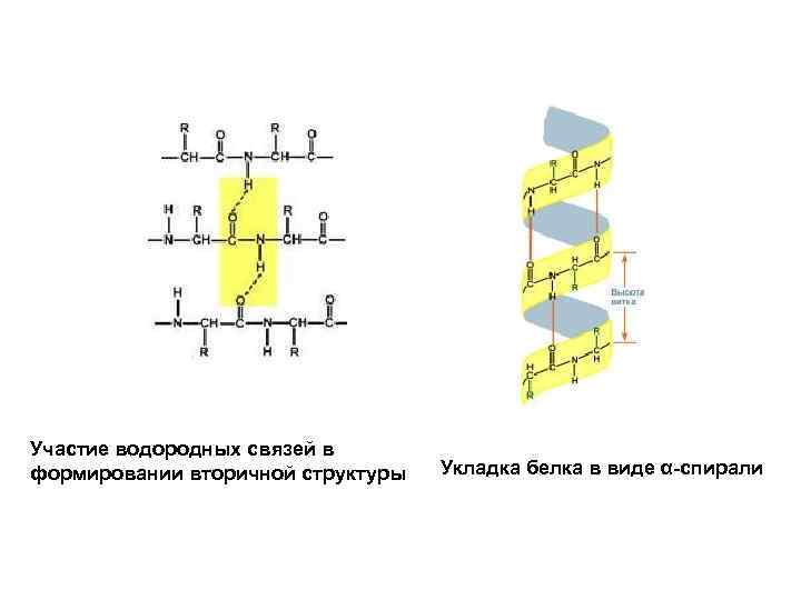 Участие водородных связей в формировании вторичной структуры Укладка белка в виде α-спирали 