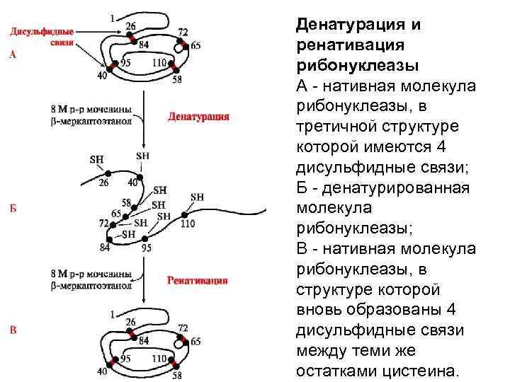 Денатурация и ренативация рибонуклеазы А - нативная молекула рибонуклеазы, в третичной структуре которой имеются