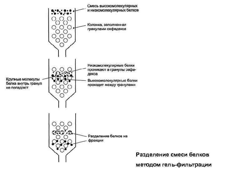 Разделение смеси белков методом гель-фильтрации 