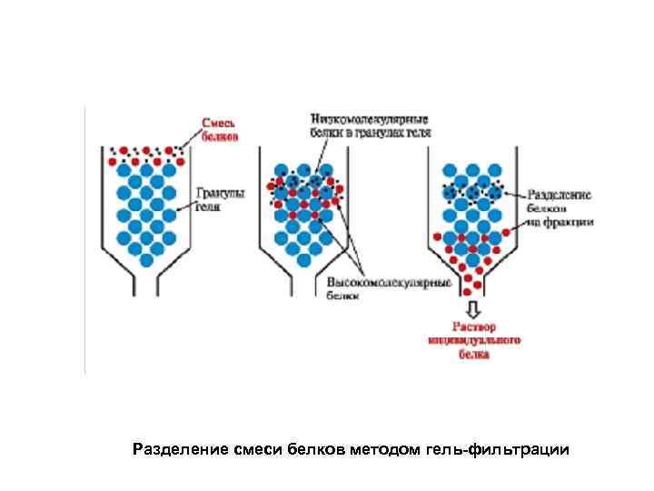 Разделение смеси белков методом гель-фильтрации 