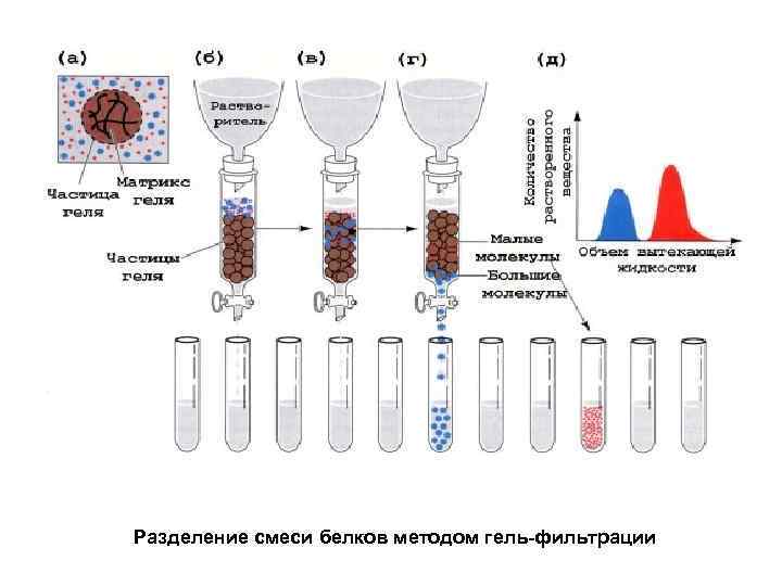 Разделение смеси белков методом гель-фильтрации 