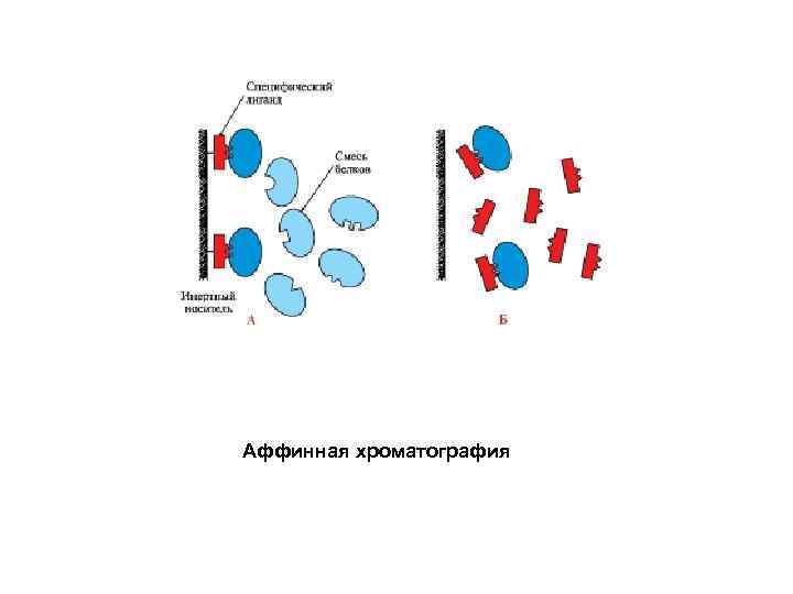 Аффинная хроматография 