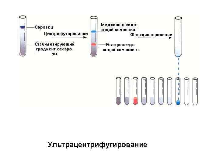 Ультрацентрифугирование 