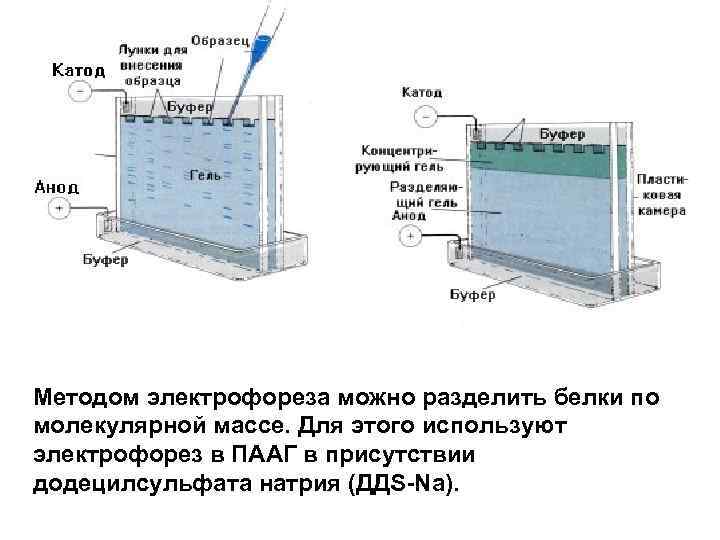 Методом электрофореза можно разделить белки по молекулярной массе. Для этого используют электрофорез в ПААГ