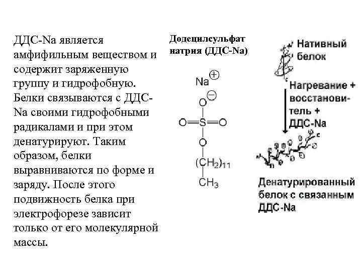 Додецилсульфат ДДС-Na является амфифильным веществом и натрия (ДДС-Na) содержит заряженную группу и гидрофобную. Белки