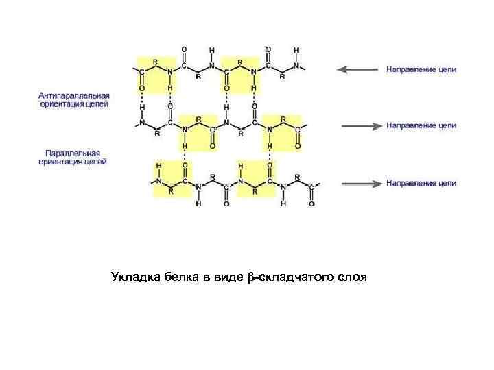 Укладка белка в виде β-складчатого слоя 