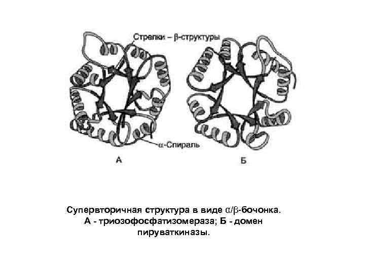 Супервторичная структура в виде α/β-бочонка. А - триозофосфатизомераза; Б - домен пируваткиназы. 