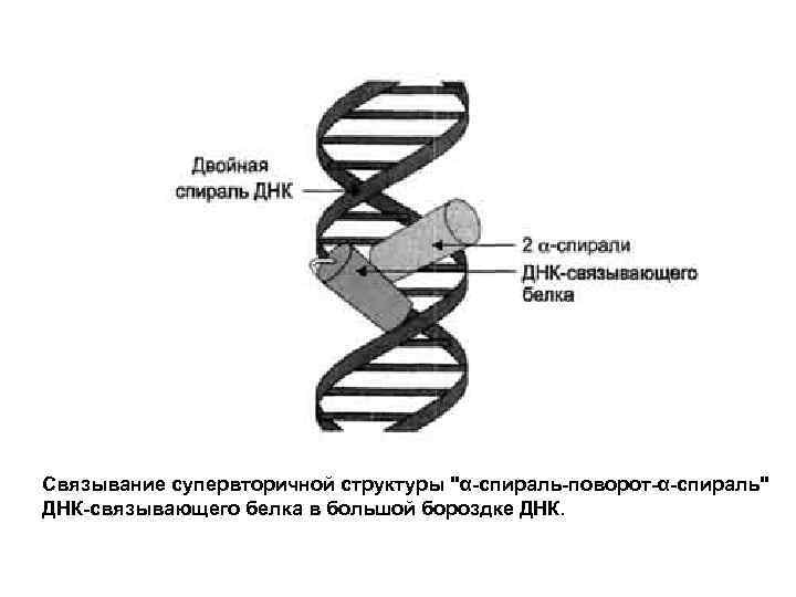 Связывание супервторичной структуры 