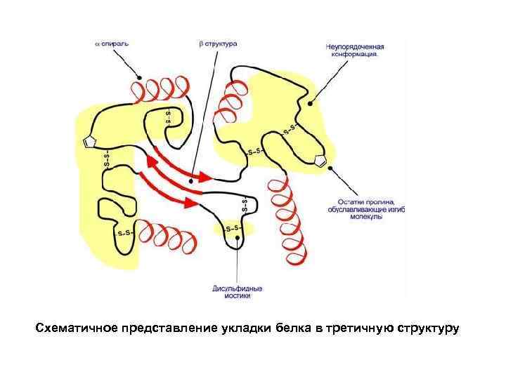 Схематичное представление укладки белка в третичную структуру 