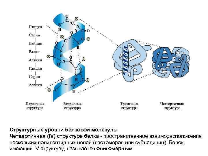 Структурные уровни белковой молекулы Четвертичная (IV) структура белка - пространственное взаиморасположение нескольких полипептидных цепей