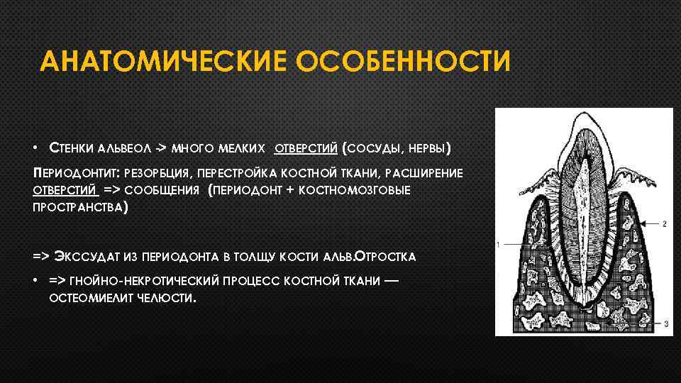 АНАТОМИЧЕСКИЕ ОСОБЕННОСТИ • СТЕНКИ АЛЬВЕОЛ -> МНОГО МЕЛКИХ ОТВЕРСТИЙ (СОСУДЫ, НЕРВЫ) ПЕРИОДОНТИТ: РЕЗОРБЦИЯ, ПЕРЕСТРОЙКА