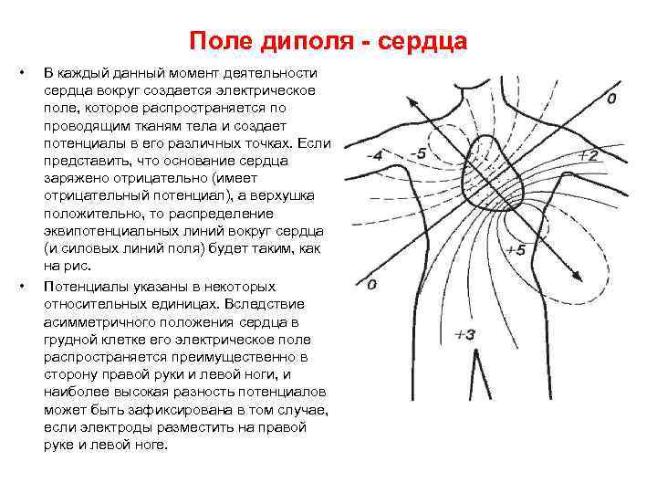 Поле диполя сердца • • В каждый данный момент деятельности сердца вокруг создается электрическое