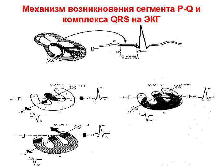 Механизм возникновения сегмента P Q и комплекса QRS на ЭКГ 