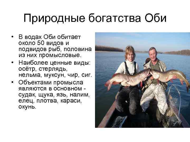 Природные богатства Оби • В водах Оби обитает около 50 видов и подвидов рыб,