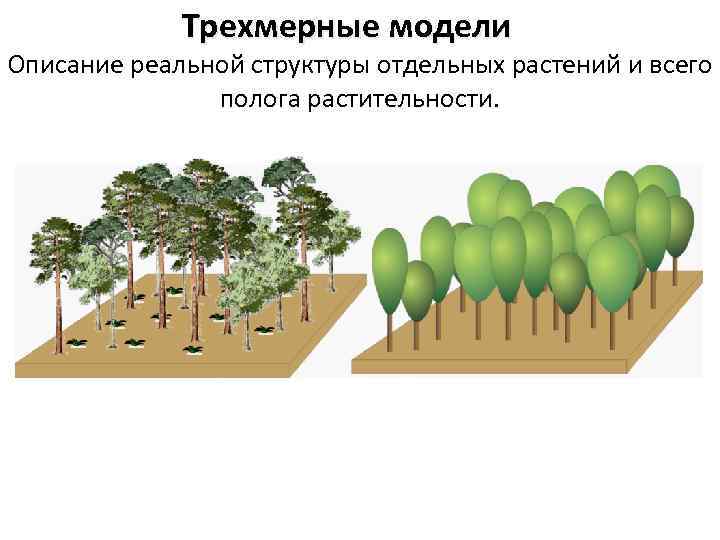 Трехмерные модели Описание реальной структуры отдельных растений и всего полога растительности. 