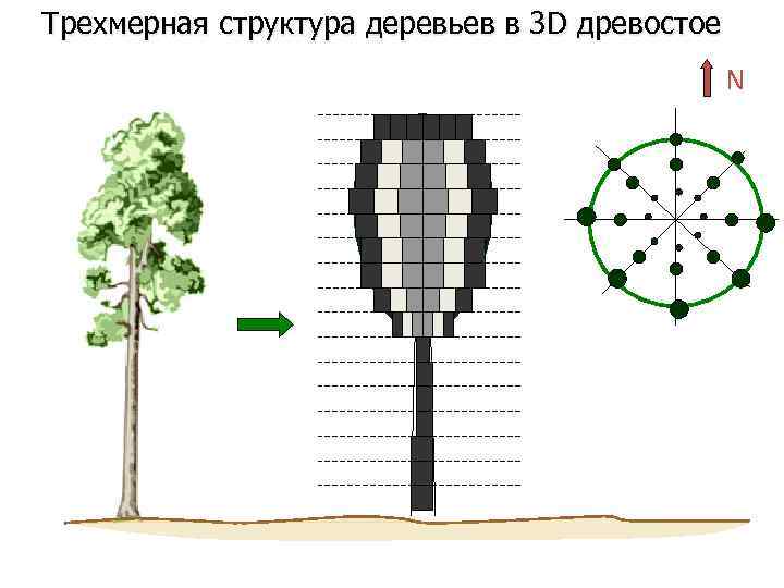 Трехмерная структура деревьев в 3 D древостое N 