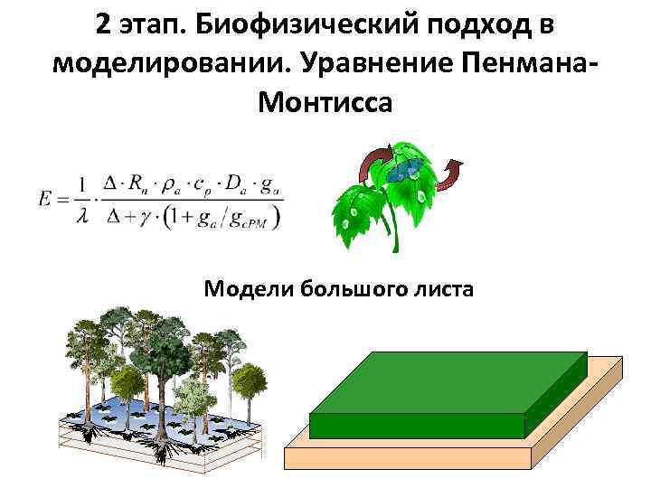 2 этап. Биофизический подход в моделировании. Уравнение Пенмана. Монтисса Модели большого листа 