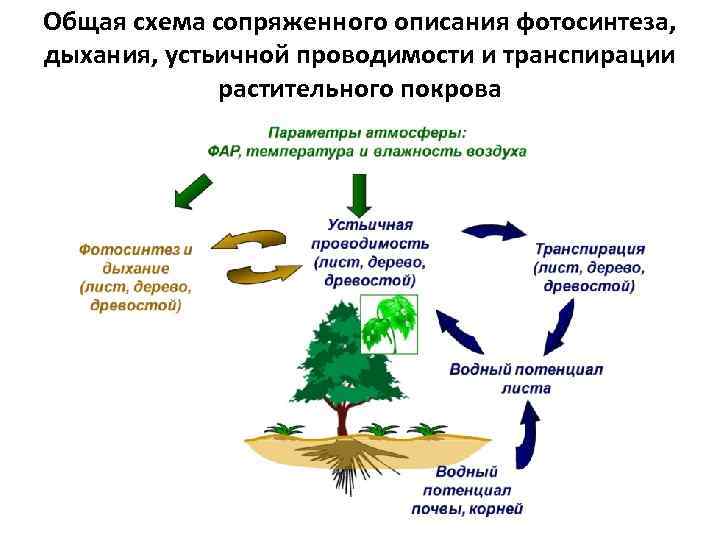 Установите соответствие между процессами фотосинтеза. Фотосинтез дыхание транспирация. Взаимосвязь транспирации и фотосинтеза. Дыхание фотосинтез транспирация у растений. Дыхание и транспирация растений 6 класс.