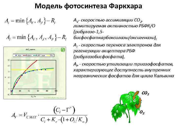 Модель фотосинтеза Фаркхара AV- скоростью ассимиляции СО 2, лимитируемая активностью РБФК/О (рибулозо-1, 5 бисфосфаткарбоксилазы/оксигеназы),