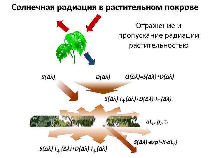 Солнечная радиация в растительном покрове Отражение и пропускание радиации растительностью 