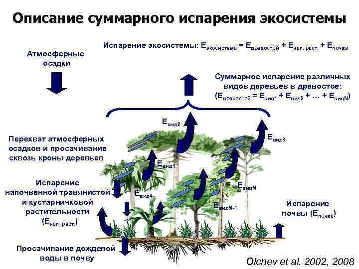 Описание суммарного испарения экосистемы Атмосферные осадки Испарение экосистемы: Eэкосистема = Eдревостой + Eнап. раст.