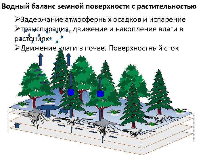 Водный баланс земной поверхности с растительностью ØЗадержание атмосферных осадков и испарение Øтранспирация, движение и