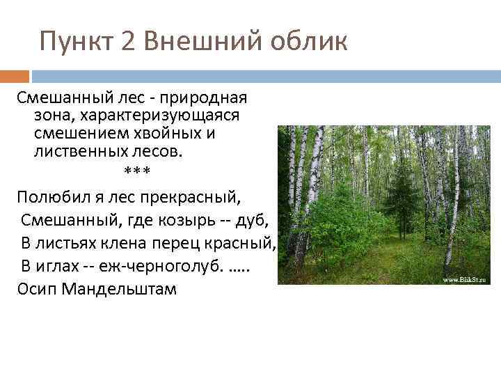 Пункт 2 Внешний облик Смешанный лес - природная зона, характеризующаяся смешением хвойных и лиственных