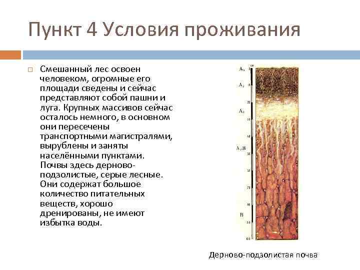 Пункт 4 Условия проживания Смешанный лес освоен человеком, огромные его площади сведены и сейчас