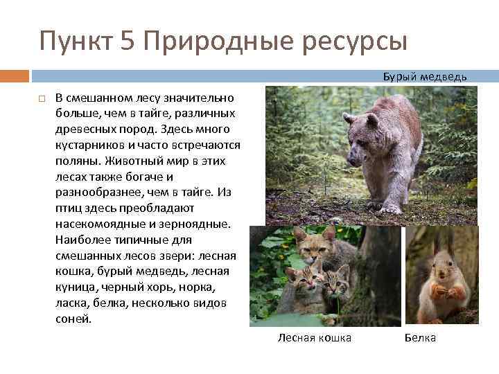 Пункт 5 Природные ресурсы Бурый медведь В смешанном лесу значительно больше, чем в тайге,