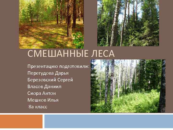 СМЕШАННЫЕ ЛЕСА Презентацию подготовили: Перегудова Дарья Березовский Сергей Власов Даниил Сиора Антон Мешков Илья