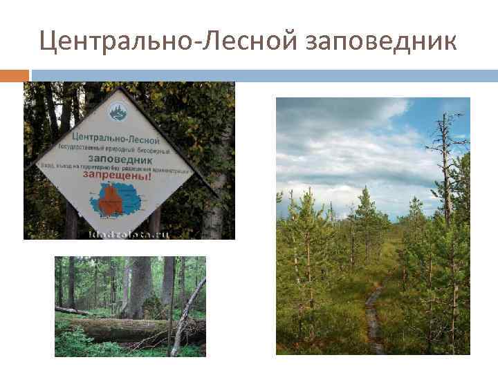 Центрально-Лесной заповедник 