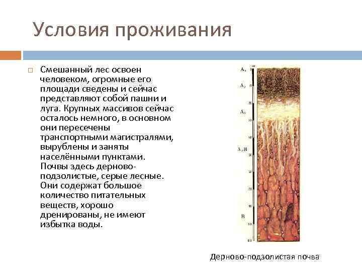  Условия проживания Смешанный лес освоен человеком, огромные его площади сведены и сейчас представляют