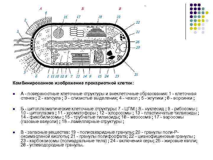 Появление прокариотической клетки формирование первых замкнутых мембран