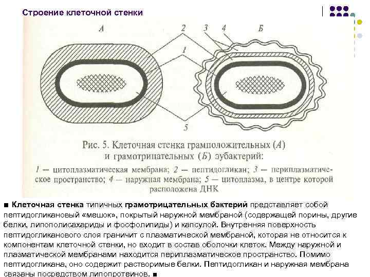 Клеточная стенка клетки бактерий. Наружная мембрана грамположительных бактерий. Наружная мембрана грамотрицательных бактерий. Толщина стенки грамотрицательных бактерий. Строение и хим состав клеточной стенки.